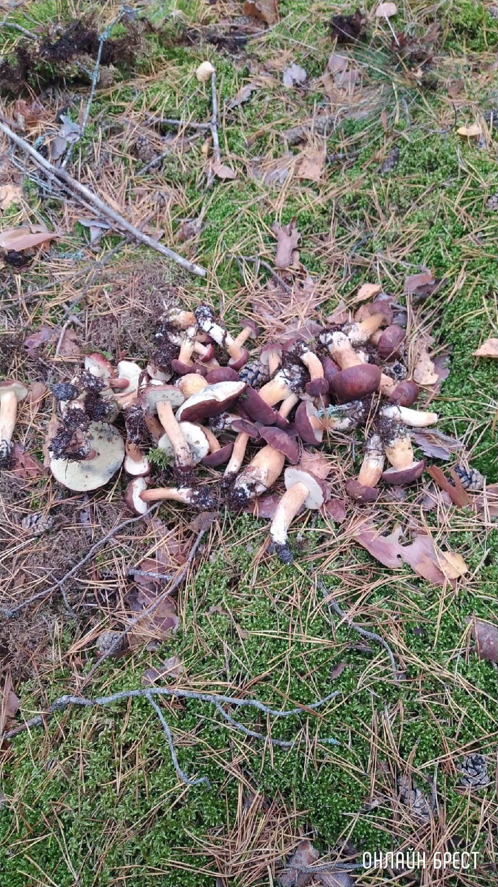 Читатель: Мой сегодняшний «улов» в Брестском районе