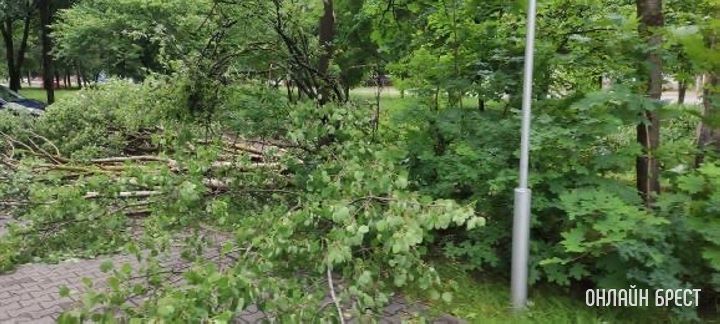 Брест ул. Молодогвардейская 2. За домом раньше стояли машины, теперь лежат деревья