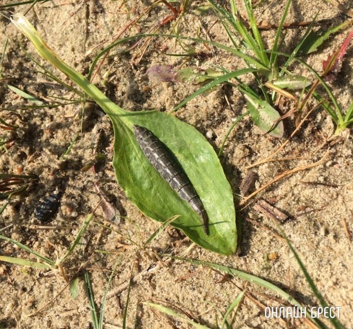 Кто знает, что это? Ползло возле озёра