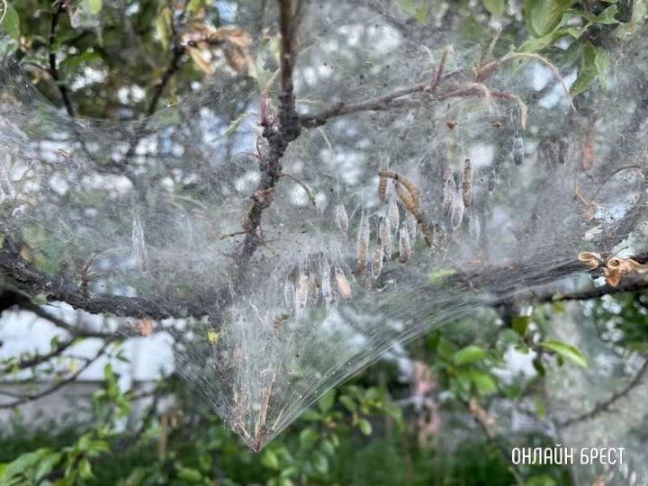 Читатель: В Бресте за магазином Микс замечен вид опасных бабочек