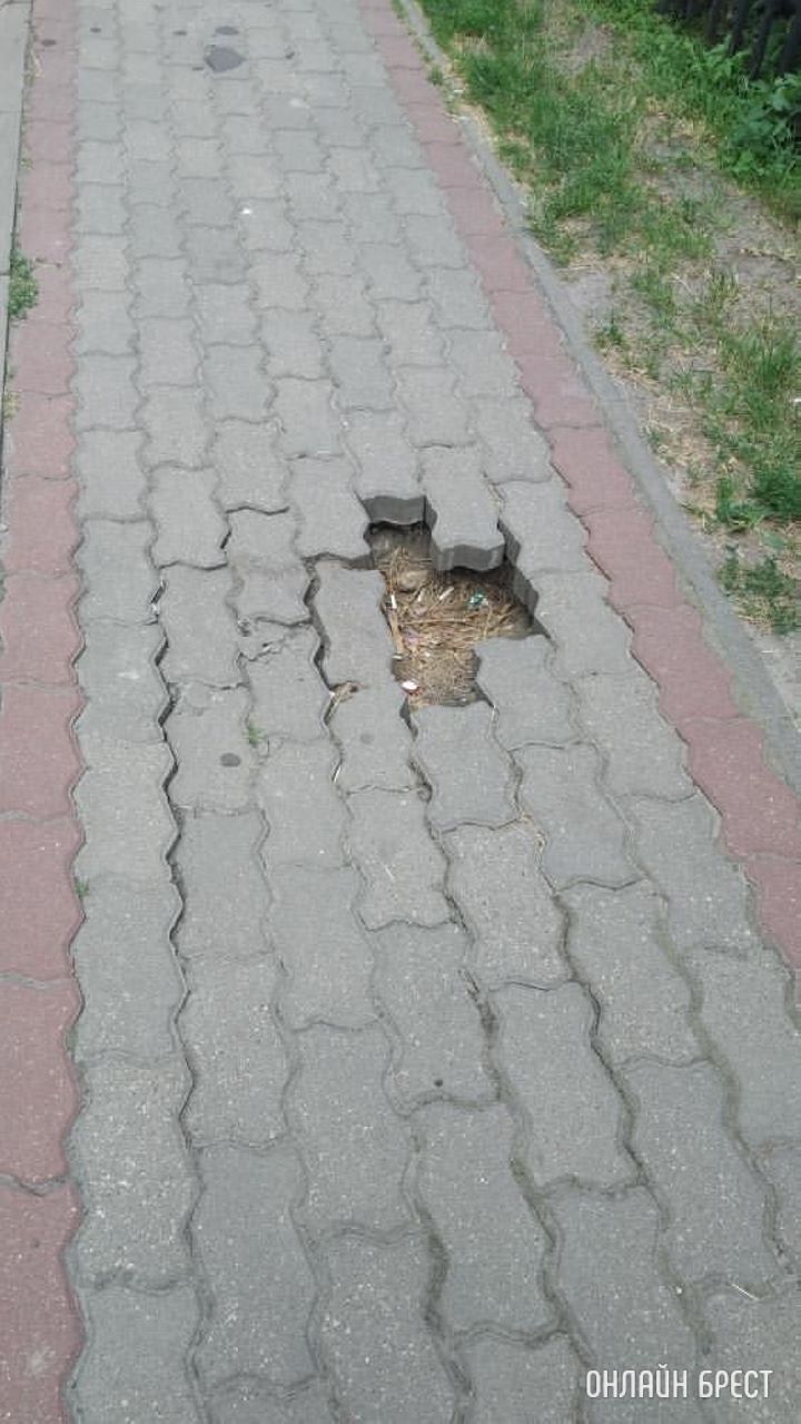 Яма на тротуаре вдоль СШ №15 (ул. Кирова)