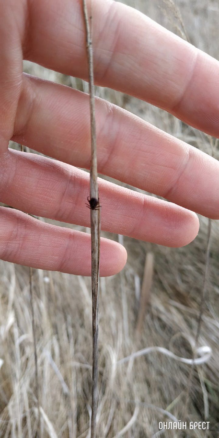 Рыбак из Бреста: Несмотря на морозы, Щебрин весь в клещах