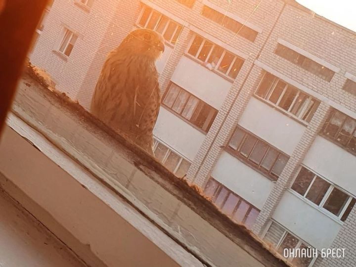 Cокол-пустельга! Вот такой красавец прилетел на карниз