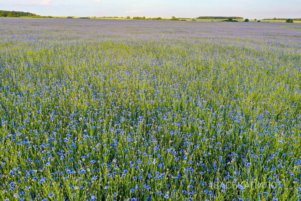 Читатель: Красивое поле Васильков под Брестом