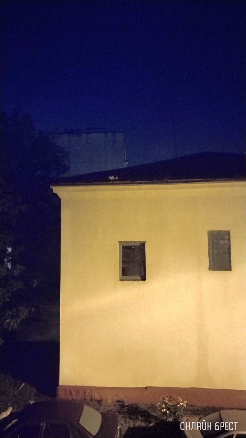 Как помочь животному?