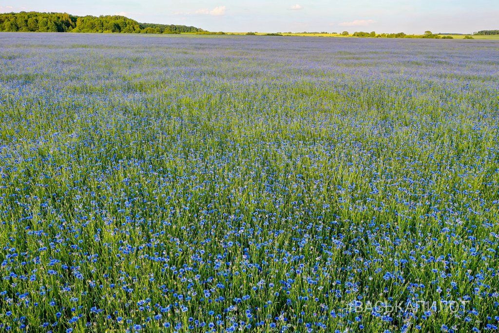 Читатель: Красивое поле Васильков под Брестом