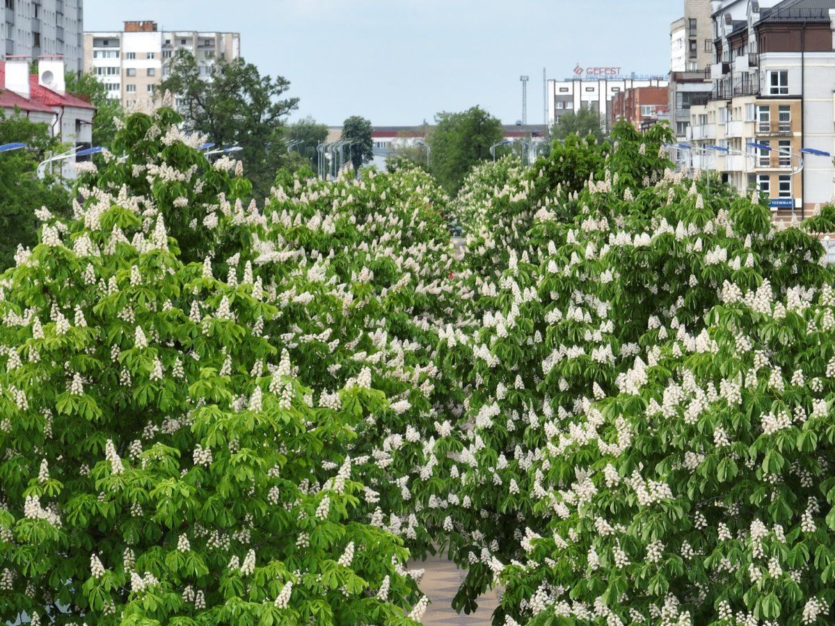 Посмотрите, как красиво цветут каштаны в Бресте