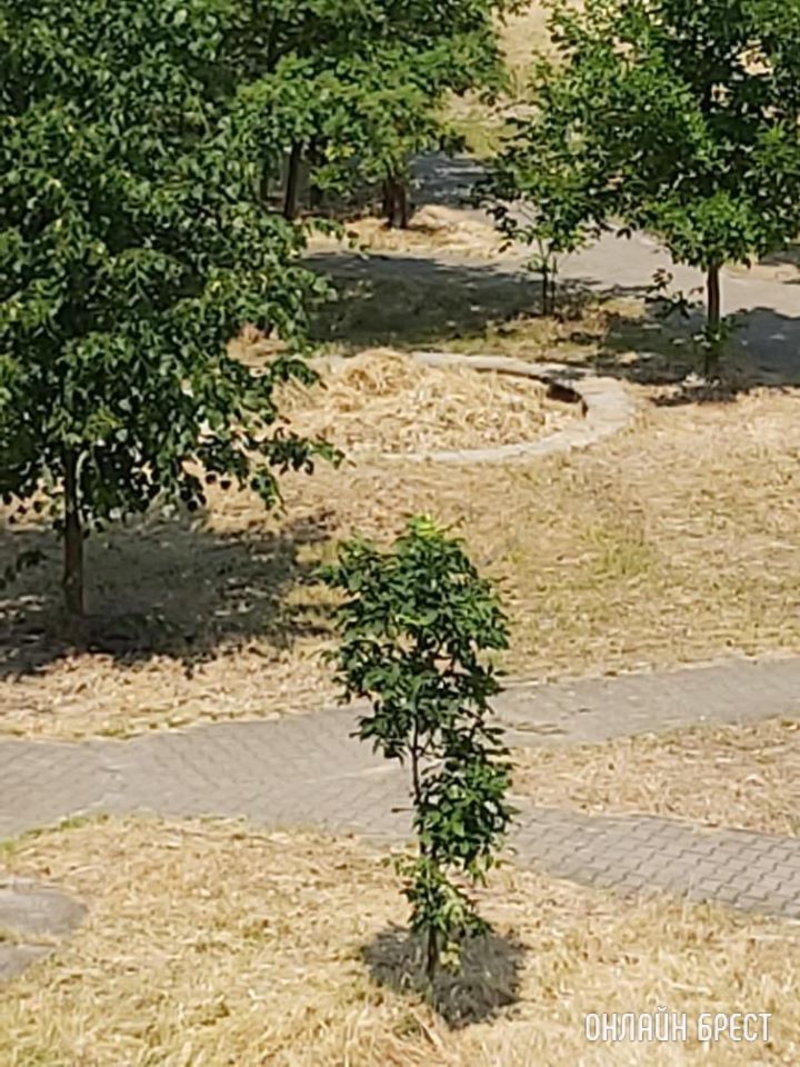 Хотелось бы обратить внимание на состояние песочницы на ул. Вульковской, 100/1