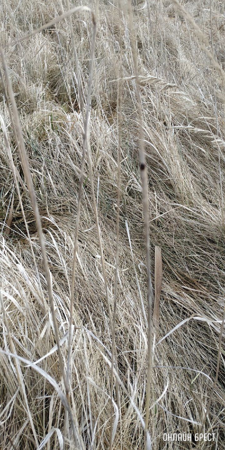 Рыбак из Бреста: Несмотря на морозы, Щебрин весь в клещах
