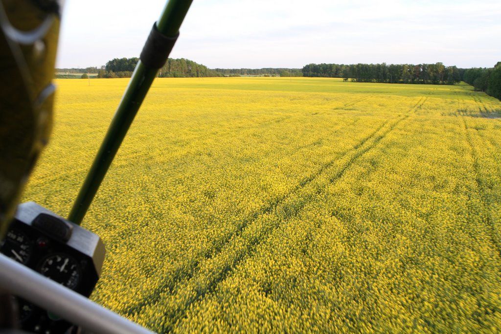 Читатель: Цветущие поля рапса в Бресте