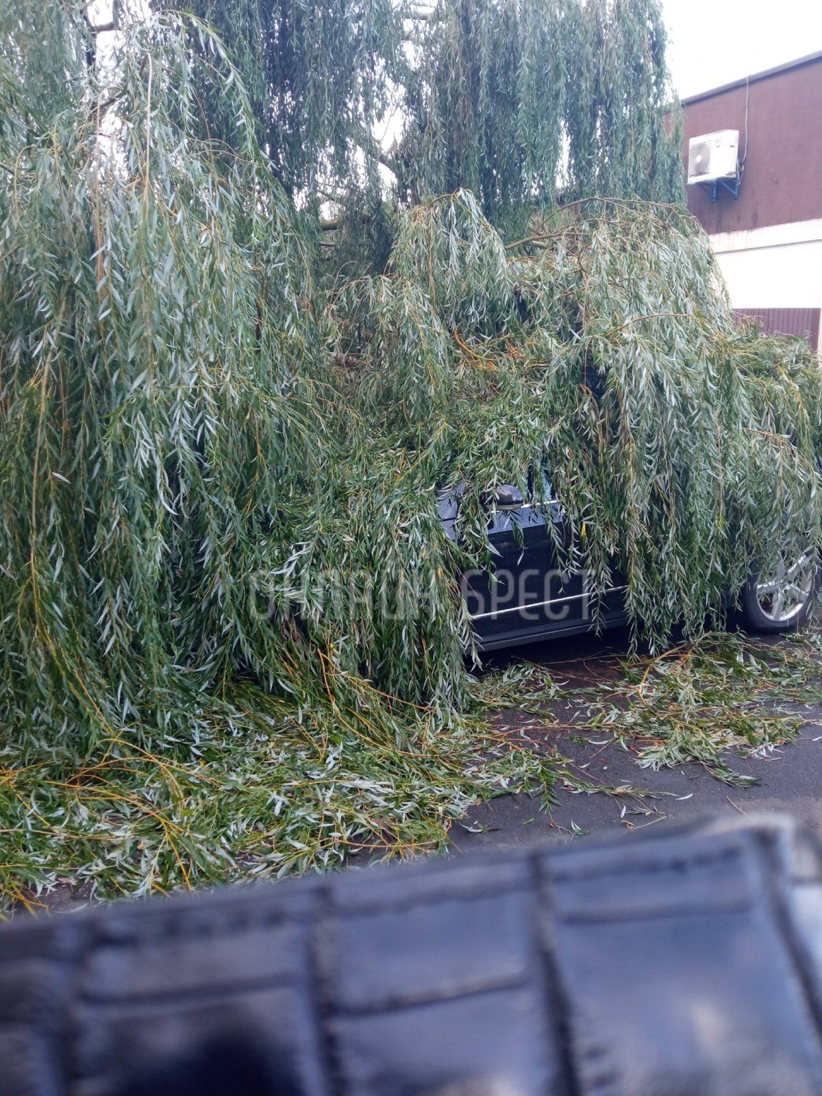 Читатель: Последствия ночной непогоды в Бресте. На ул. Куйбышева и ул. Янки Купалы деревья упали на машины