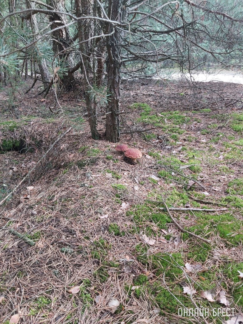 Грибная «охота» в Малоритском районе