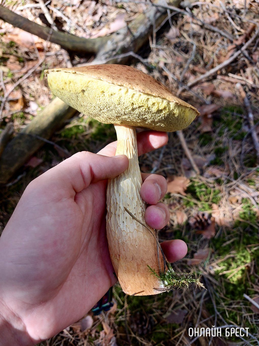 Читатель: Лесная благодать на Брестчине: природа, тишина, грибы, ягоды и чистый воздух