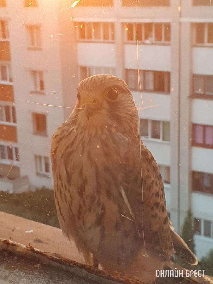Cокол-пустельга! Вот такой красавец прилетел на карниз