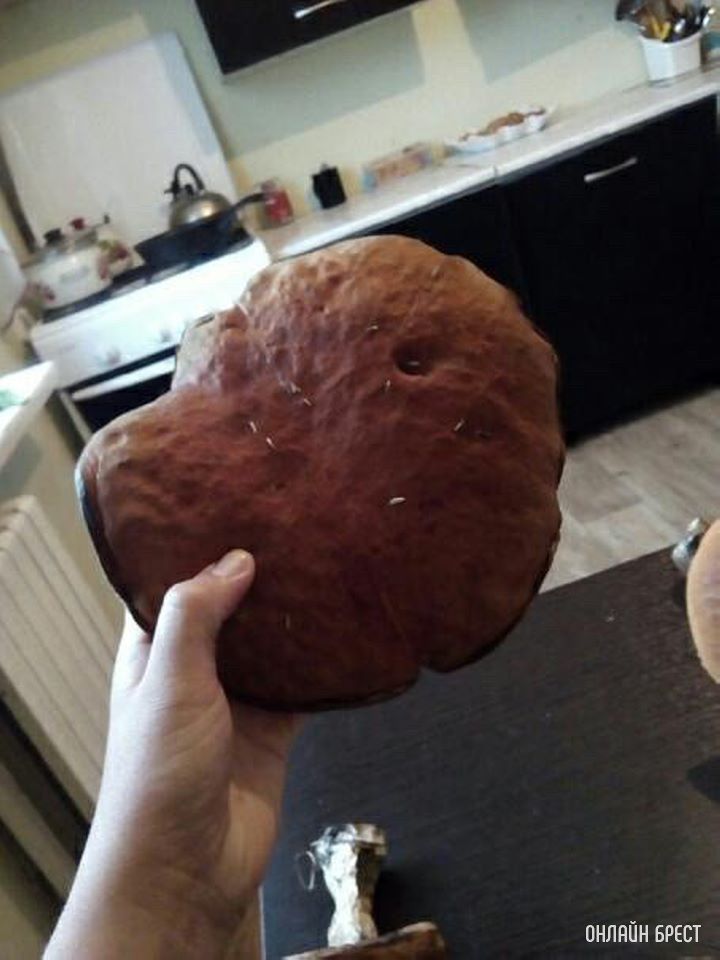 А как у вас дела с грибной «охотой»?