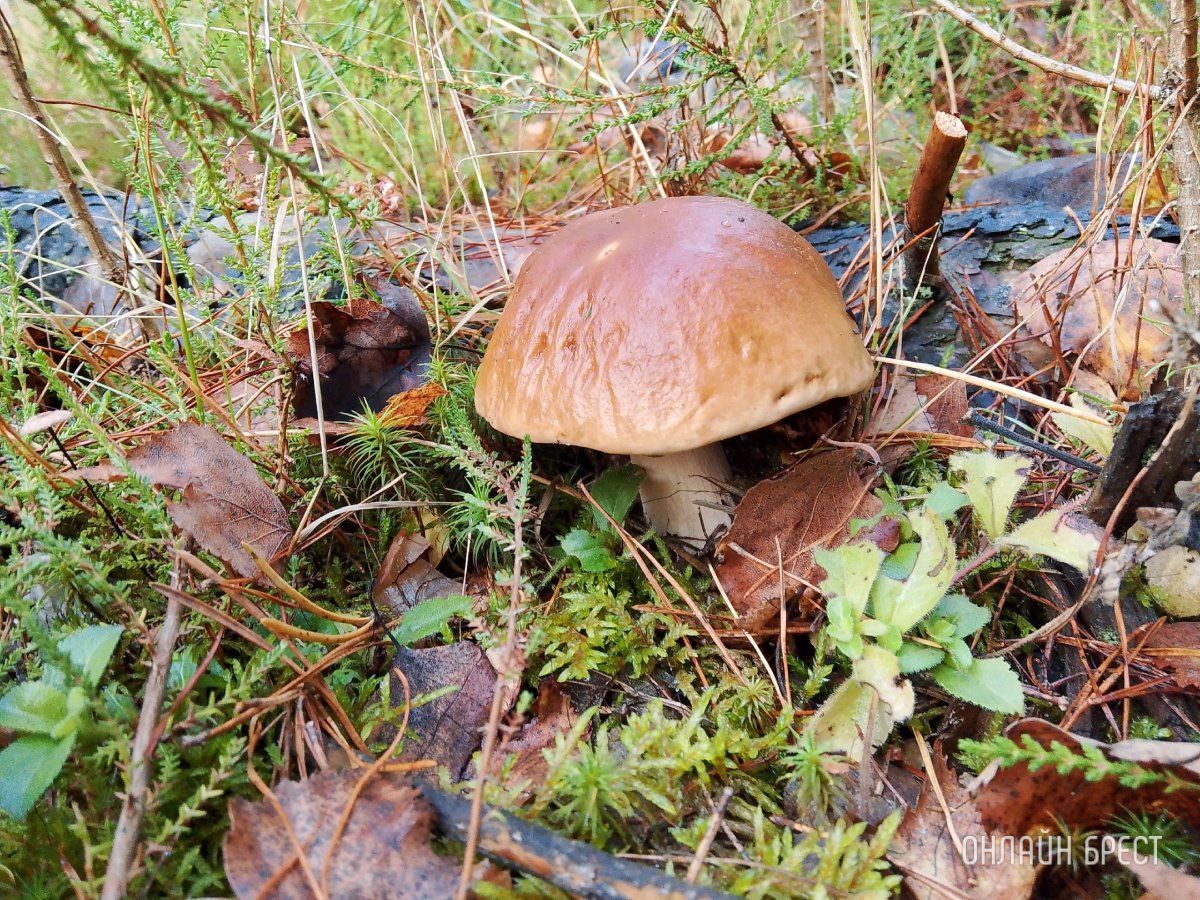 Читатель: Тихая охота удалась!