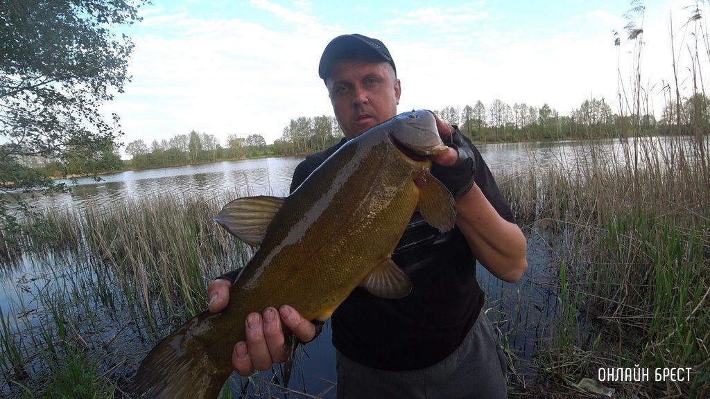 Читатель: Рыбак из Бреста поймал огромного линя. Рыба поймана вечером на поплавочную удочку