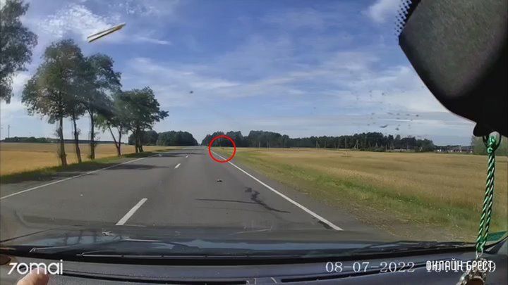 Читатель: Под Брестом животное выбежало на дорогу