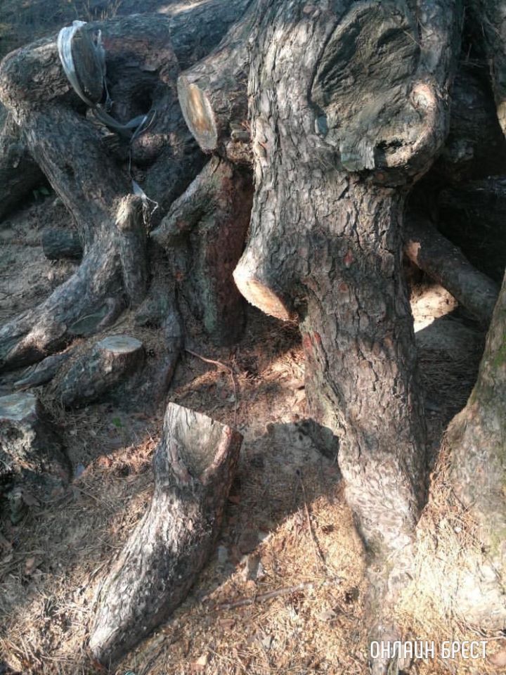 Эти корни стали вырезать кусками. Зачем?