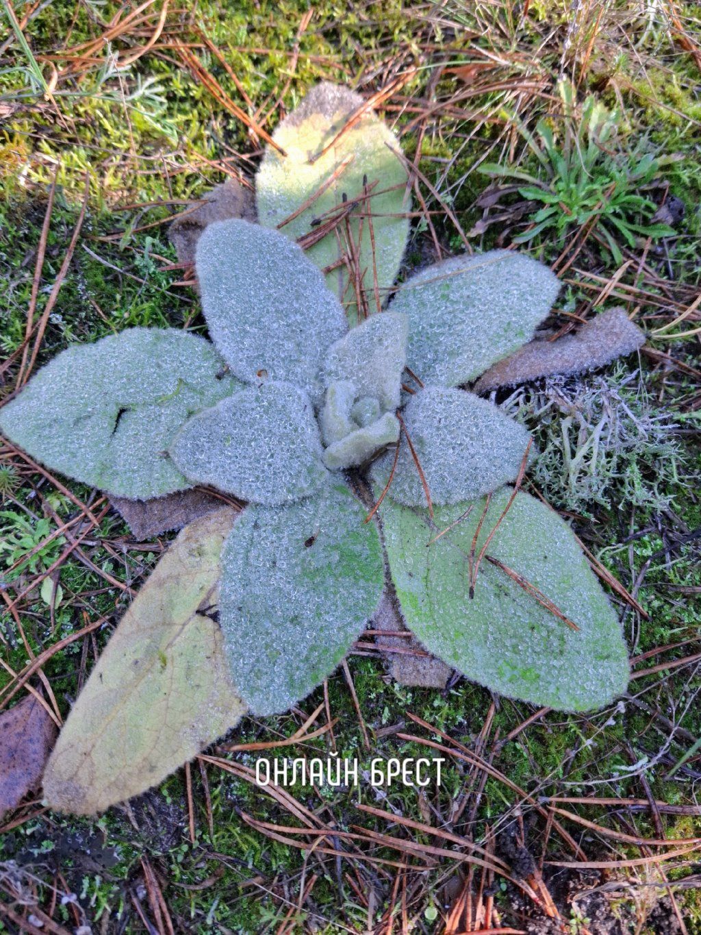 Читатель: Собирали грибы в лесу и заметили такое необычное растение. Может, кто из читателей знает, что это за красота?