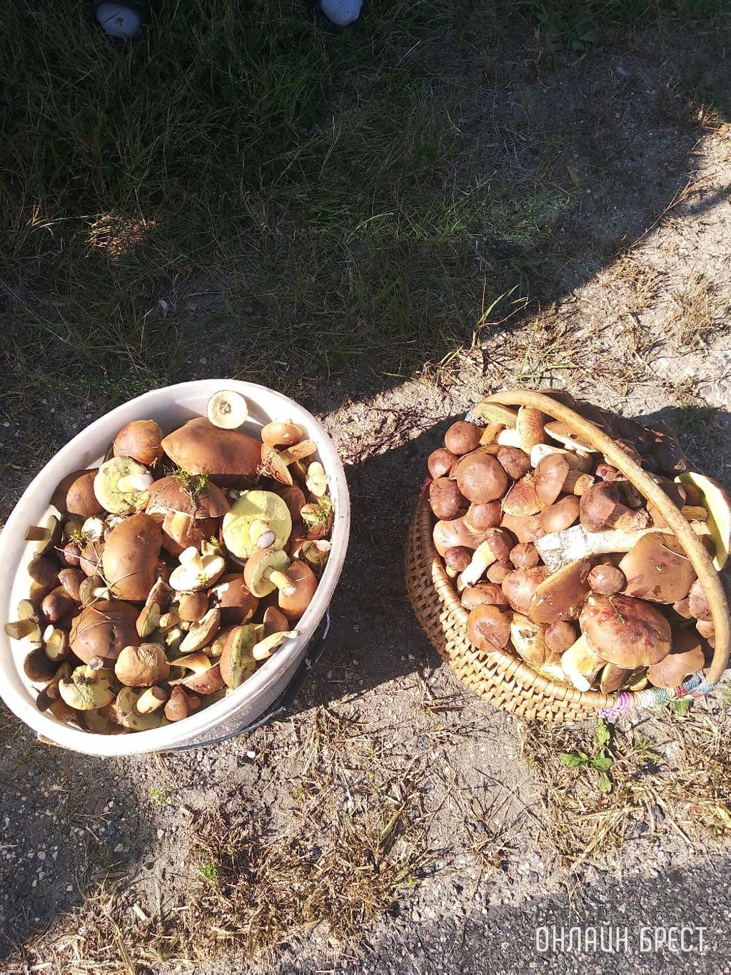 Грибной сезон набирает обороты. Читатели делятся своим «уловом»