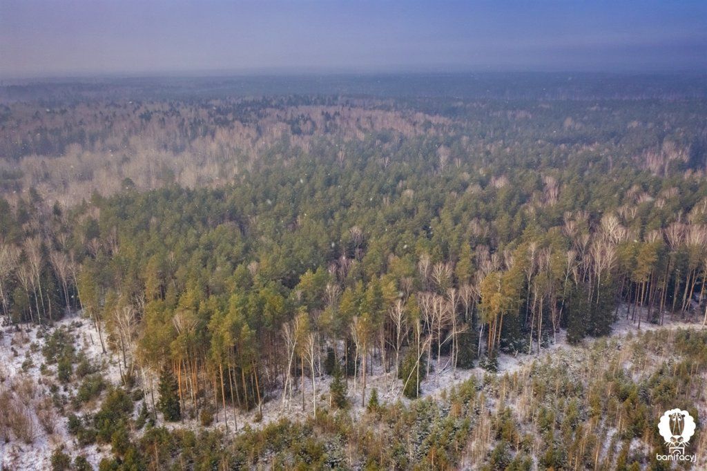 Зубры, снег и бескрайние леса – смотрите зимние фото Беловежской пущи