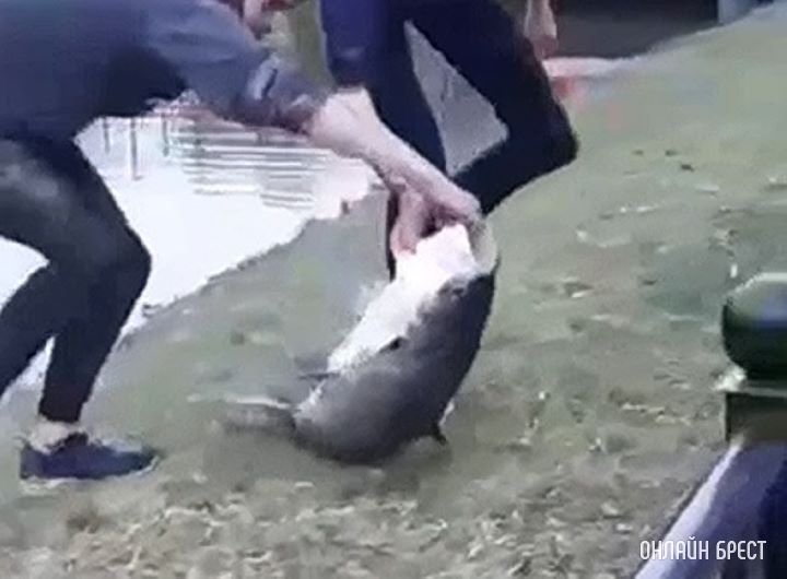 Читатель: Рыбалка в брестском парке :)