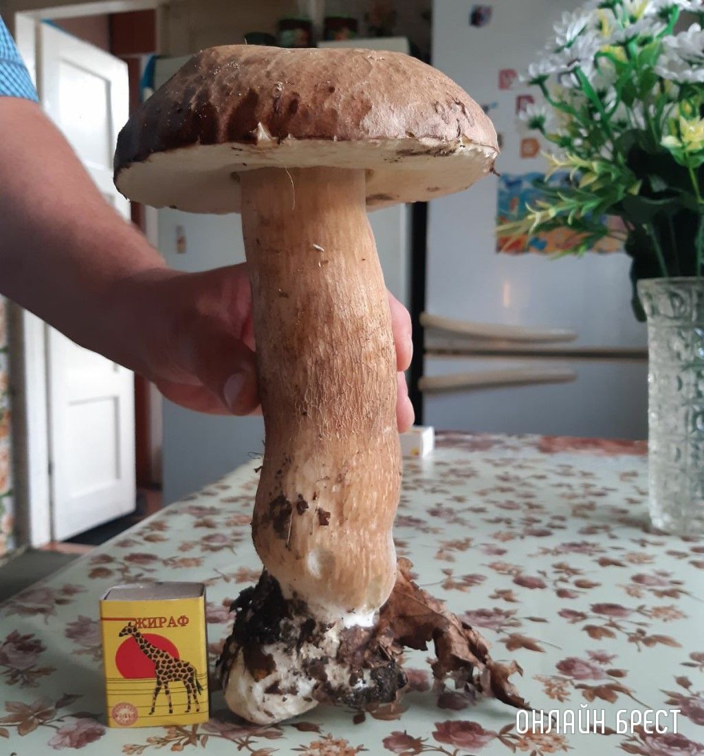 Вот такой гриб-богатырь найден в черте Бреста