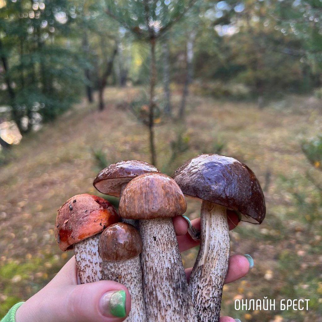 Читатель: Грибная «охота» удалась :)