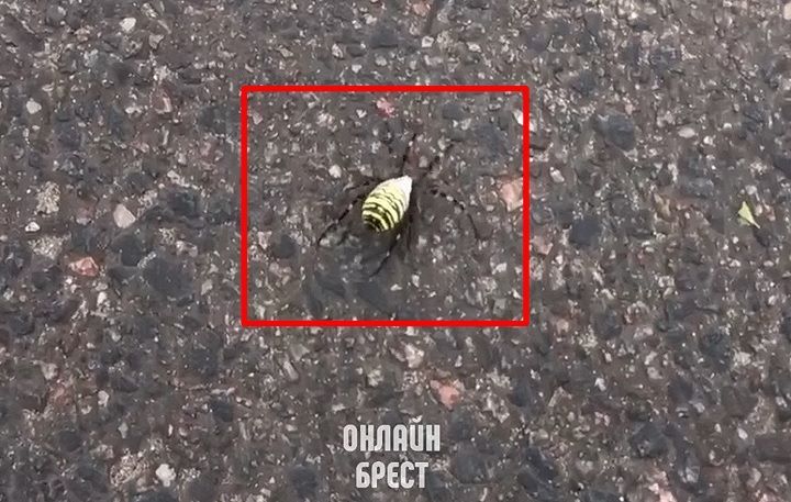 Что это? Видео снято в Бресте в м-не Южный