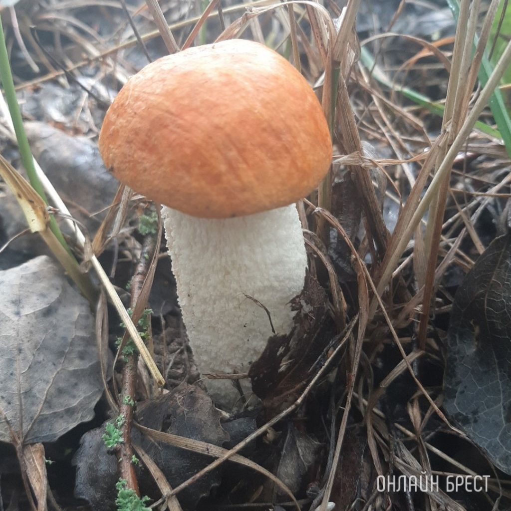 Читатель: Сегодня открыл грибной сезон :) Кобринский район