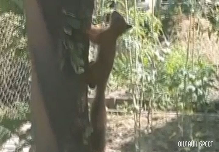 В Бресте на Граевке на улице Осипенко живут белки