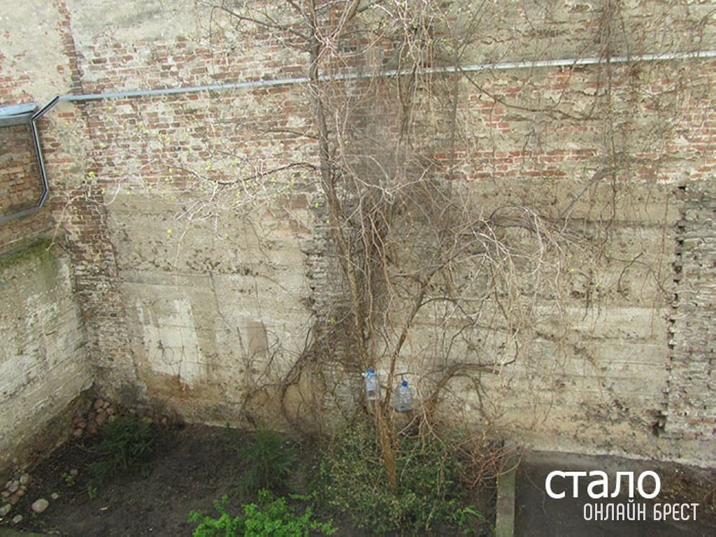 Во дворе дома по ул. Советской, 107 в Бресте срубили виноград. Более 20 лет зелень радовала не только жильцов дома, но и посетителей двора