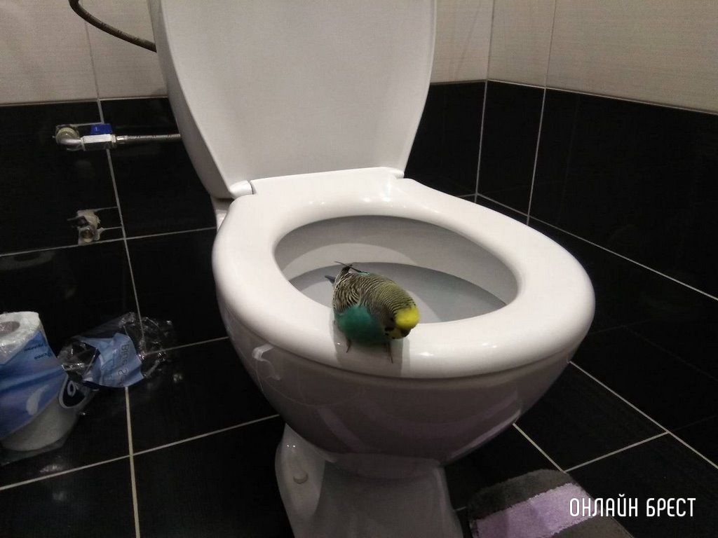 Читатели делятся фотографиями своих любимцев