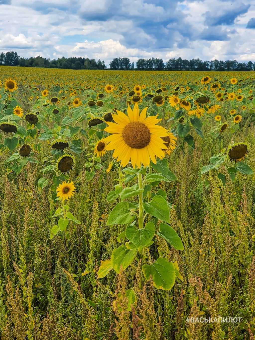 Посмотрите, какое поле подсолнухов есть недалеко от Бреста