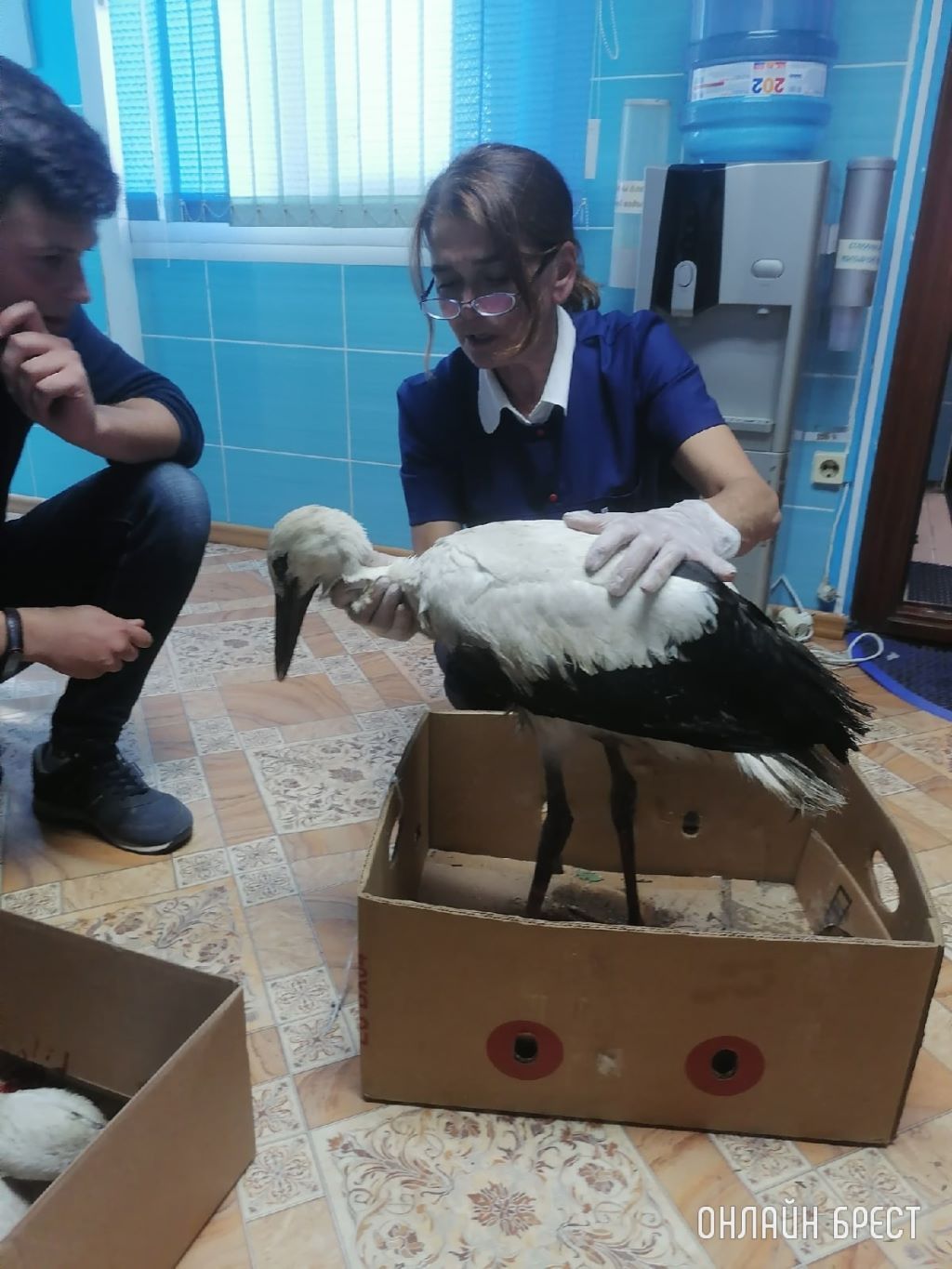 Как в Брестском районе спасали аистов