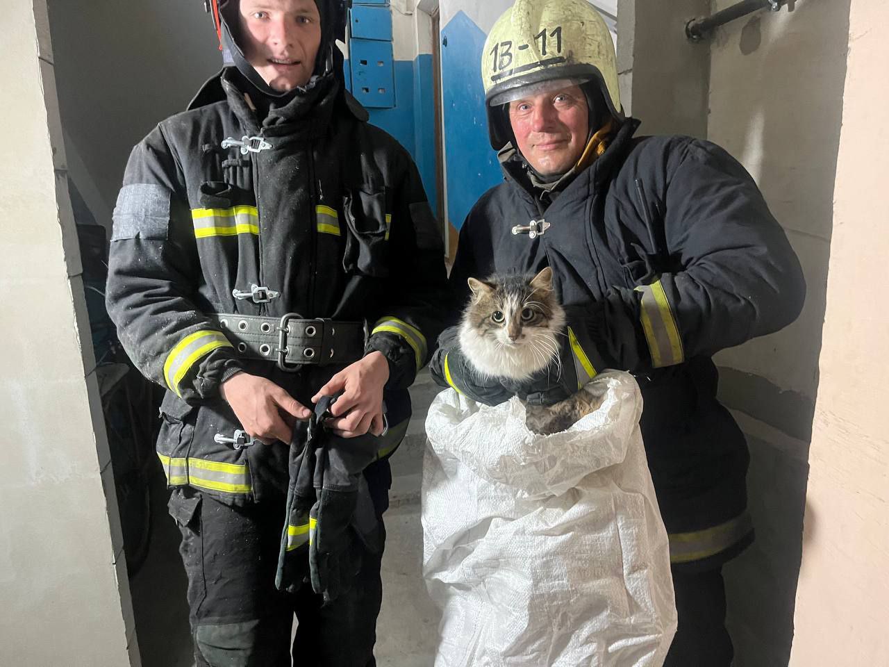 Необычный вызов: в Брестской области спасатели вызволили кота из-под пола