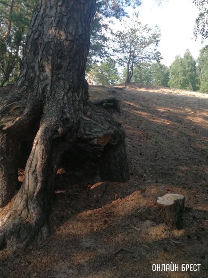 Эти корни стали вырезать кусками. Зачем?