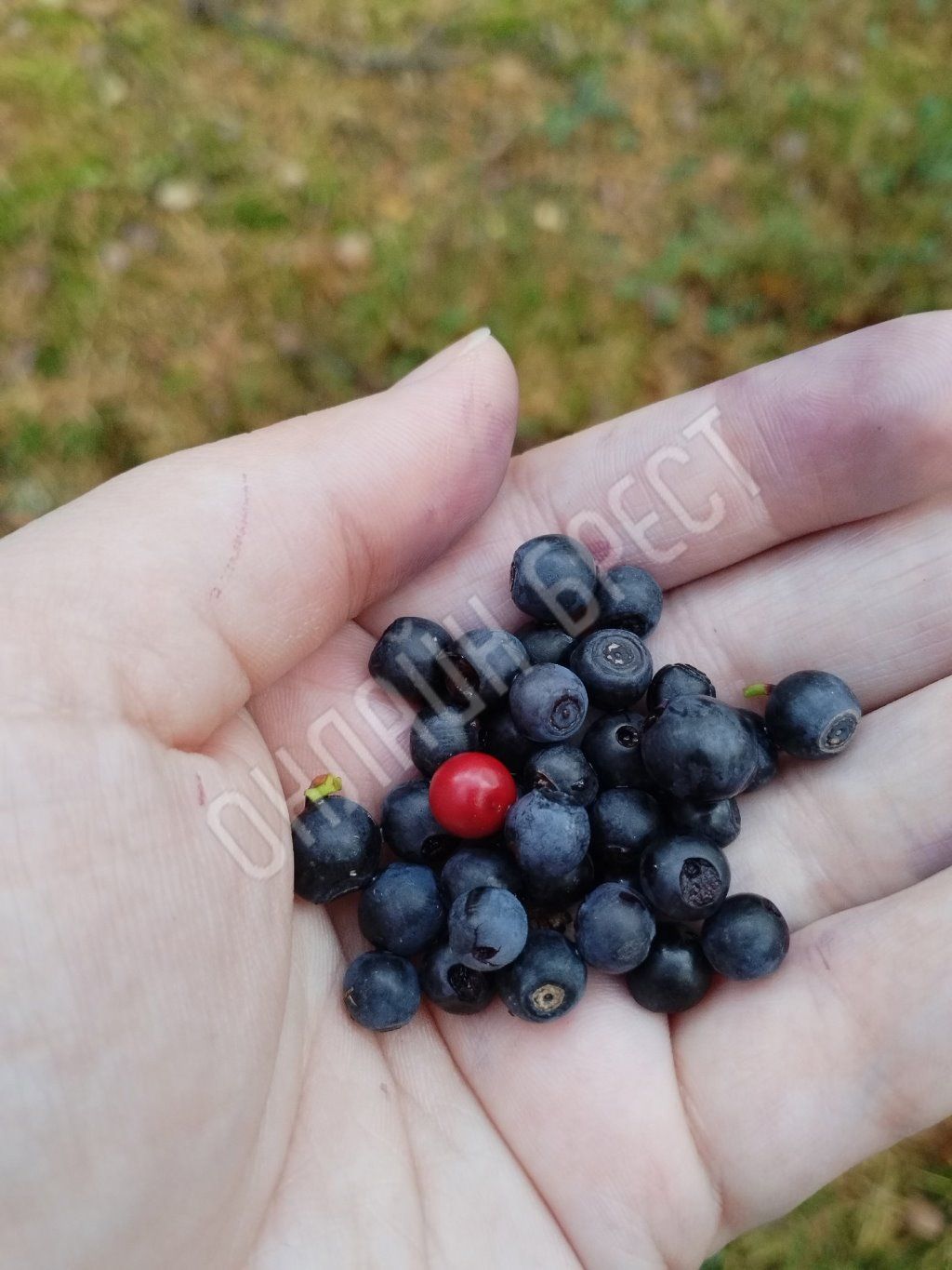 Читатель:  В Брестском районе ещё можно обнаружить чернику