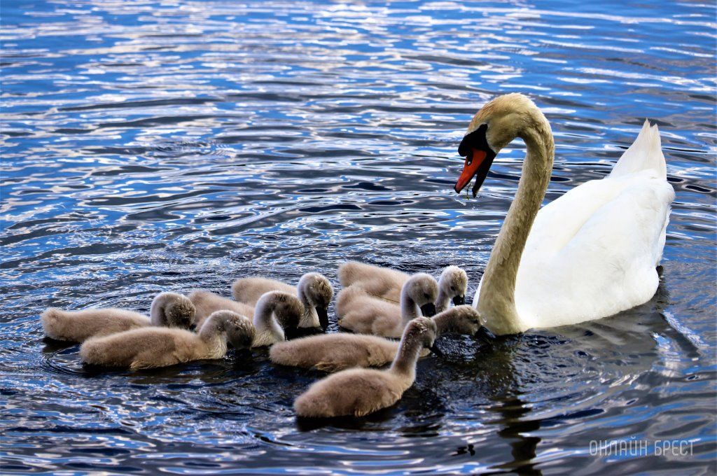 Читатель: Лебединое семейство на озере в Малоритском районе