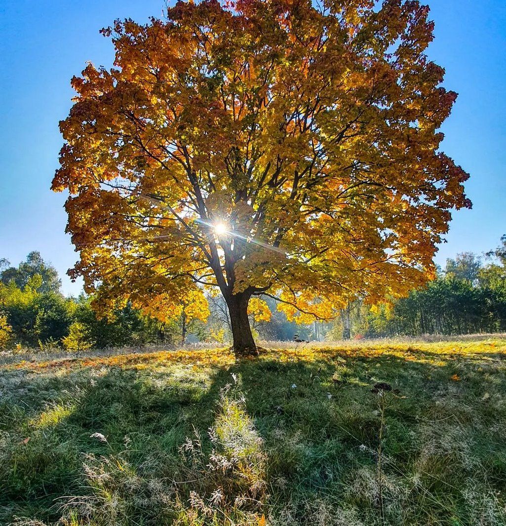 Самое известное дерево в Бресте, наверняка у вас есть осеннее фото возле него. Находится по дороге на Красный двор