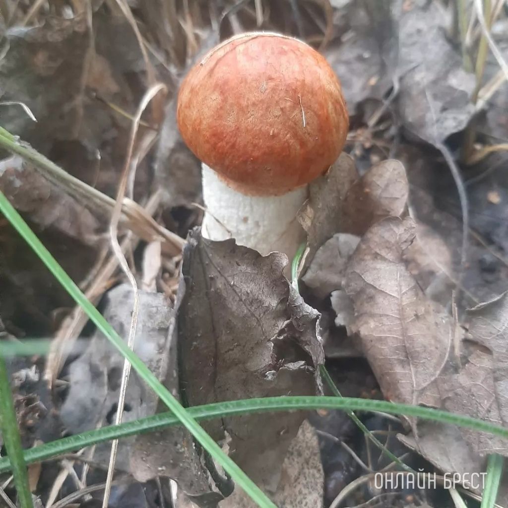 Читатель: Сегодня открыл грибной сезон :) Кобринский район