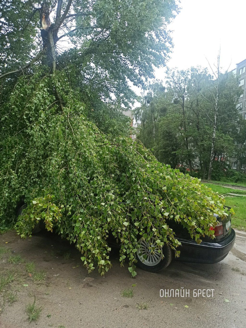 Читатель: Брест, ул. Советской Конституции. Ветка упала на BMW