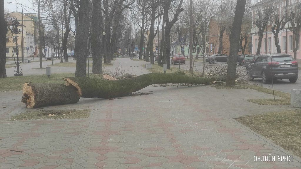 Читатель: В Бресте на Гоголя лежит дерево. Возможно упало из-за сильного ветра