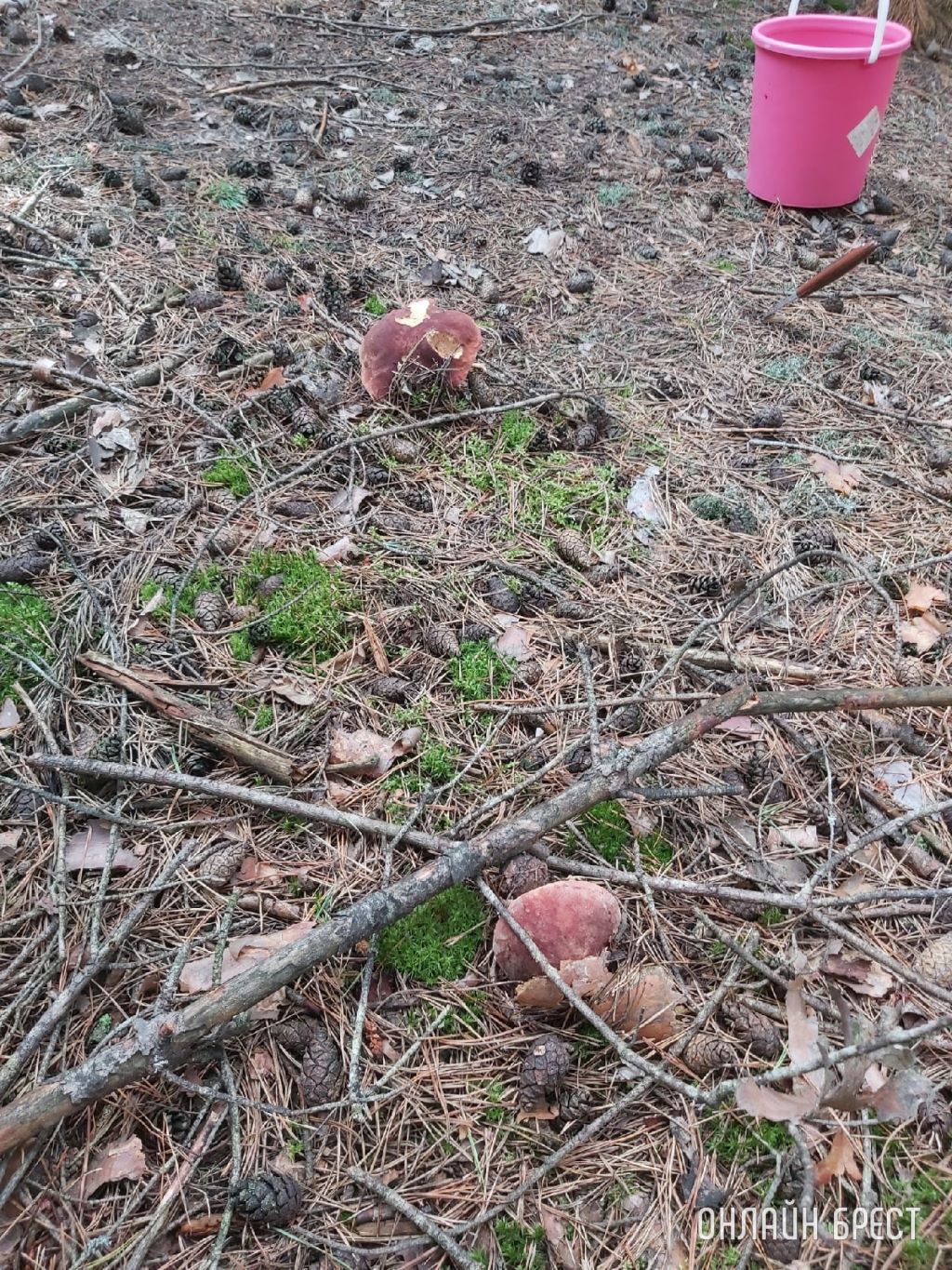 Грибная «охота» в Малоритском районе