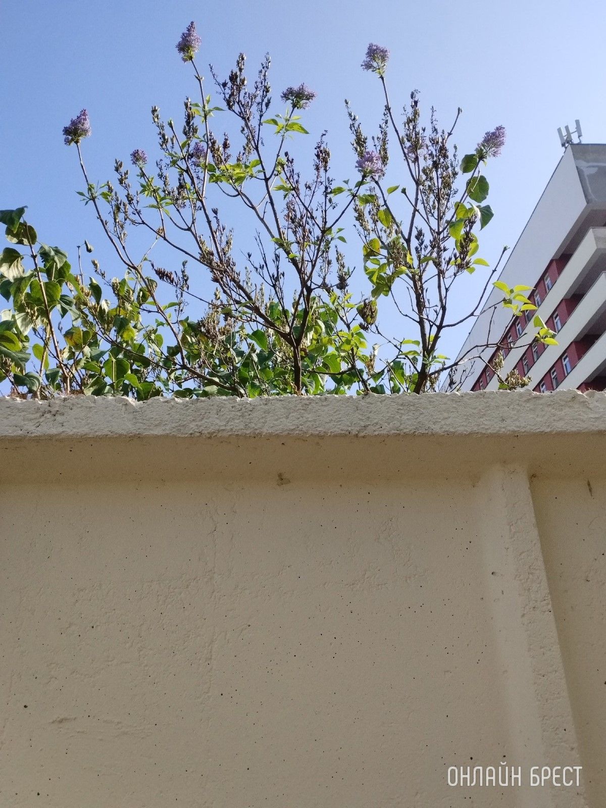 Читатель: Повторно зацвела сирень во дворе Брестской городской больницы № 1