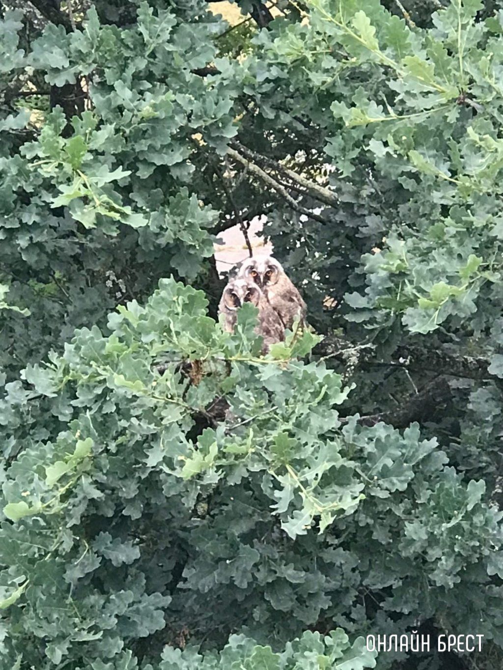 Читатель: Милота! В Бресте на Востоке поселились совы :)