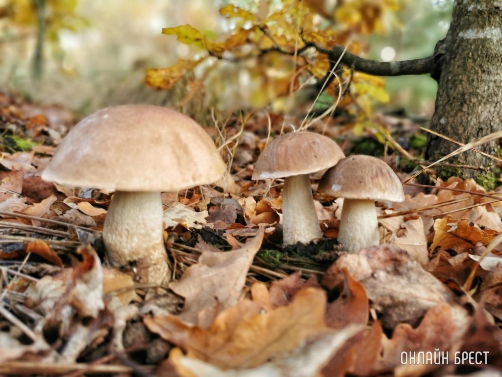 Грибной сезон набирает обороты. Читатели делятся своим «уловом»