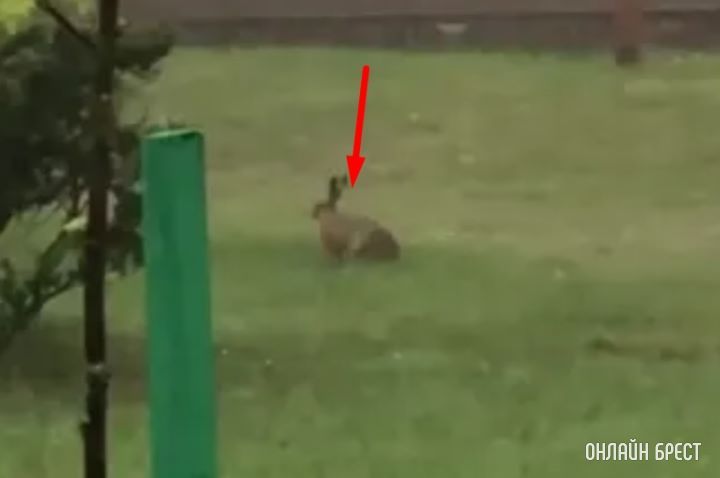 Сегодня утром в Бресте, возле ДК Профсоюзов, бегал заяц