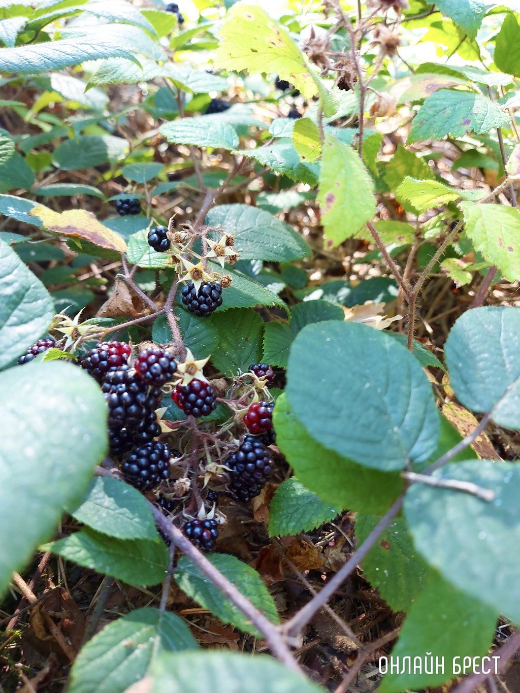 Читатель: Лесная благодать на Брестчине: природа, тишина, грибы, ягоды и чистый воздух